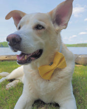 Load image into Gallery viewer, Large Pet Bow Custom