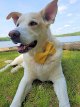 Load image into Gallery viewer, Yellow Pet Bow
