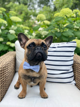 Load image into Gallery viewer, Blue Stripe Pet Bow
