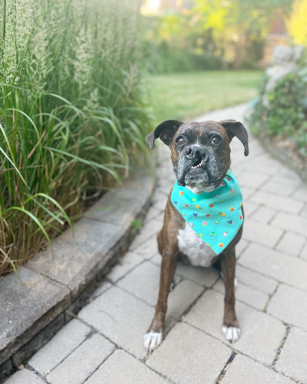 Custom Medium Pet Bandana